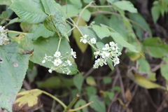 Rubus imperialis
