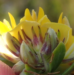 Aspalathus securifolia