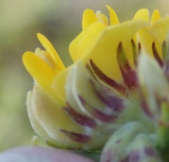 Aspalathus securifolia