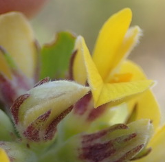Aspalathus securifolia