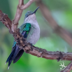 Thalurania glaucopis