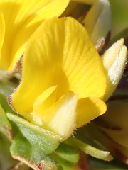 Aspalathus securifolia