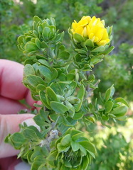 Aspalathus securifolia