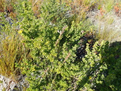 Aspalathus securifolia