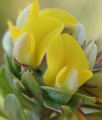 Aspalathus securifolia