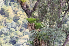 Tillandsia australis