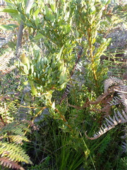 Cyclopia sessiliflora