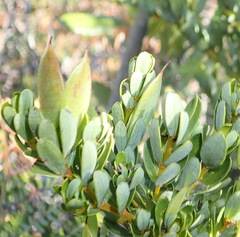 Cyclopia sessiliflora