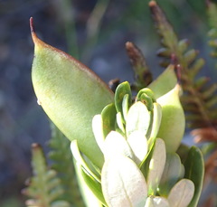 Cyclopia sessiliflora