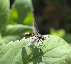 Physocephala tibialis