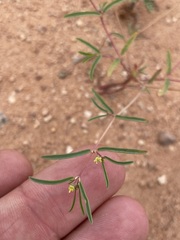 Euphorbia parryi