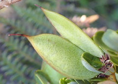 Cyclopia sessiliflora