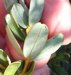 Cyclopia sessiliflora