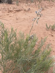 Sophora stenophylla