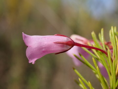 Thread-leaved Heath (Erica filamentosa)