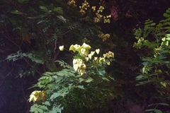 Koelreuteria paniculata