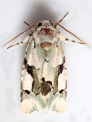Emarginea percara