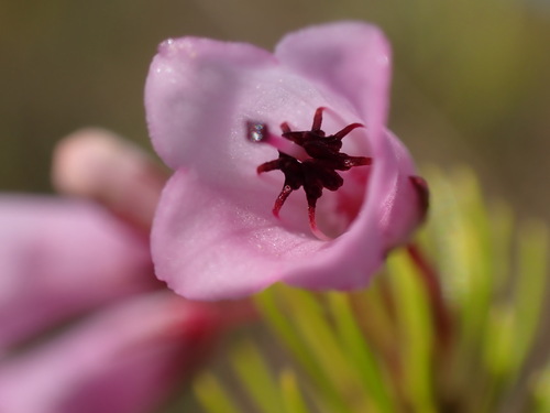 Image of Bontebok Heath (Erica filamentosa) by (c) Ren Hoekstra, some rights reserved (CC BY)