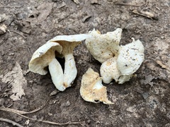 Lactifluus glaucescens