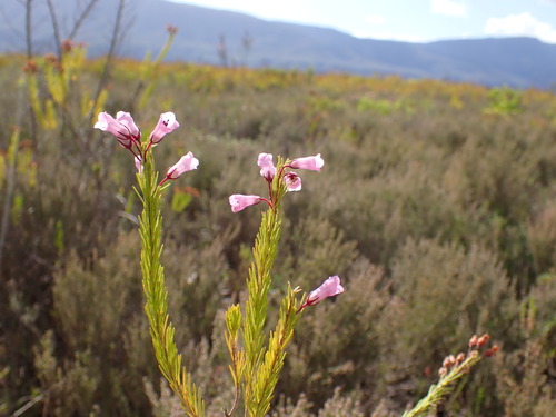 Image of Erica filamentosa by (c) Ren Hoekstra, some rights reserved (CC BY)