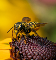 Paranthidium jugatorium