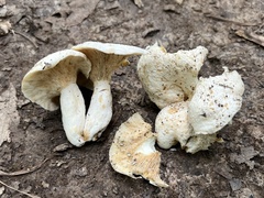 Lactifluus glaucescens
