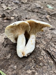Lactifluus glaucescens