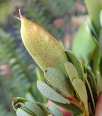 Cyclopia sessiliflora