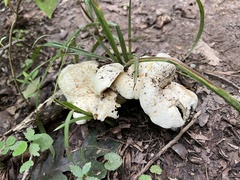 Lactifluus glaucescens