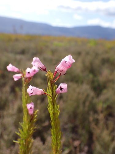 Image of Bontebok Heath (Erica filamentosa) by (c) Ren Hoekstra, some rights reserved (CC BY)