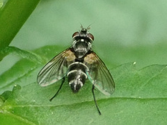 Gastrolepta anthracina