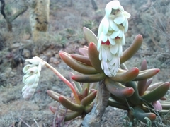 Pachyphytum viride