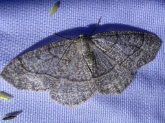 Lambdina pellucidaria