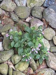 Clinopodium grandiflorum