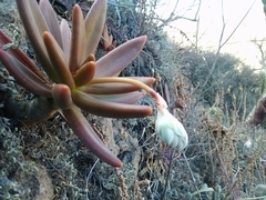 Pachyphytum viride