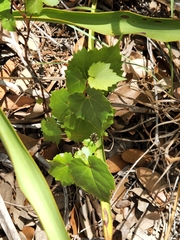 Vitis monticola