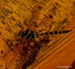 Anax immaculifrons