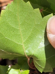 Vitis monticola
