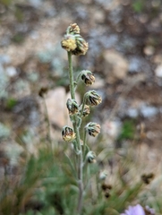 Artemisia arctica