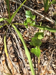 Vitis monticola