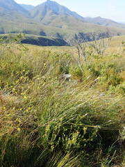 Bobartia macrospatha