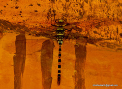 Anax immaculifrons