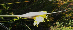 Bobartia macrospatha