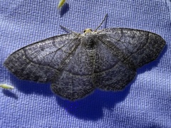 Lambdina pellucidaria