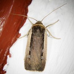 Ochropleura