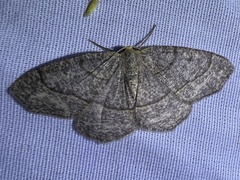 Lambdina pellucidaria