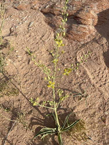 Image of Frasera paniculata by (c) Matt Berger, some rights reserved (CC BY)