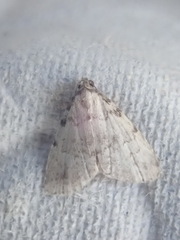 Dyspyralis puncticosta