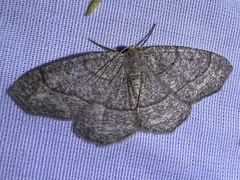 Lambdina pellucidaria