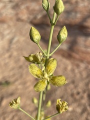 Frasera paniculata